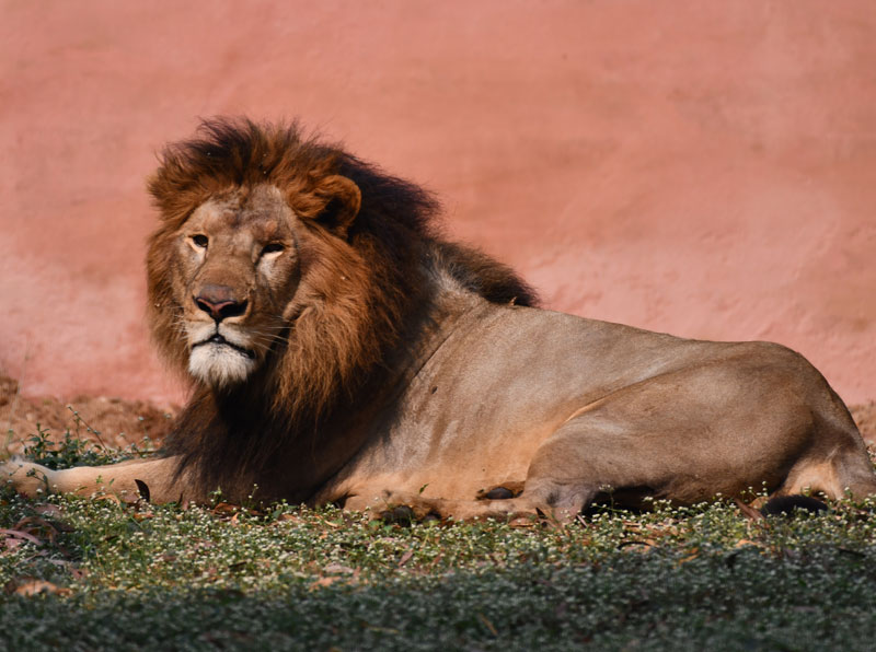 <small>Asiatic Lion</small>