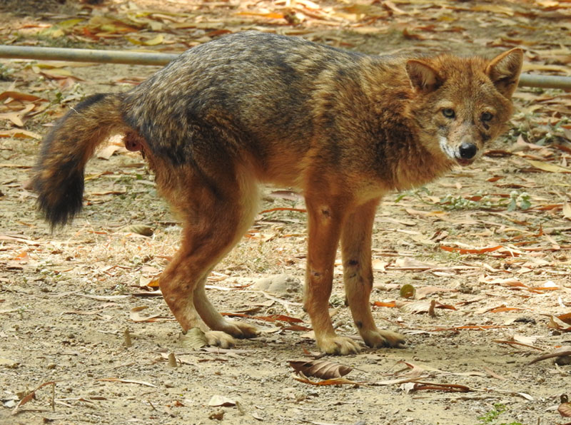 <small>Indian Jackal</small>