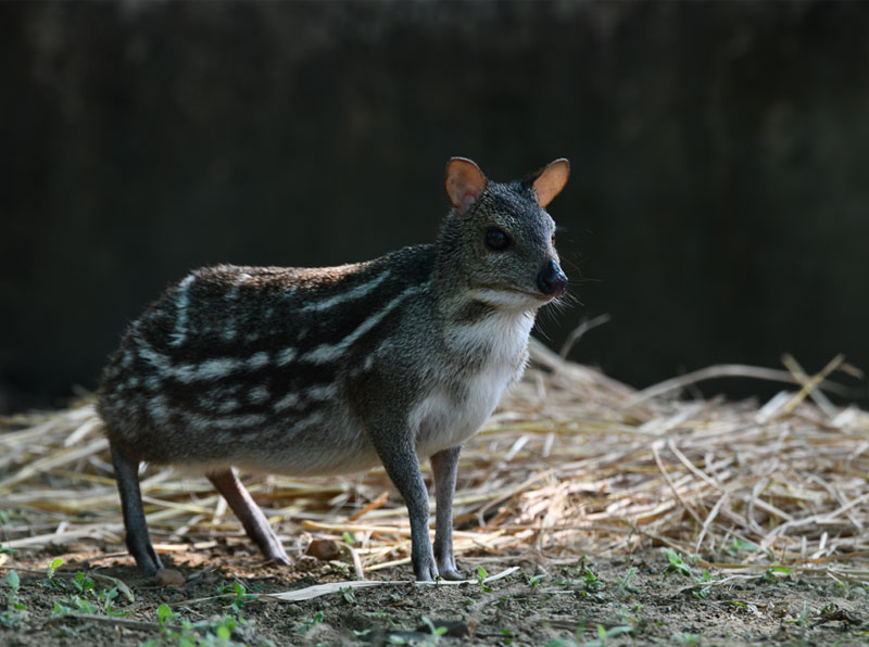 <small>Mouse Deer</small>