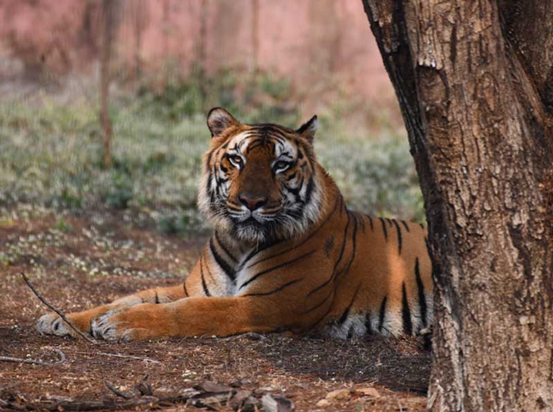 <small>Bengal Tiger</small>