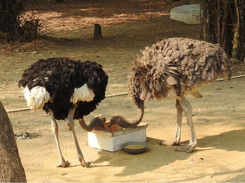 <small>Ostrich</small>