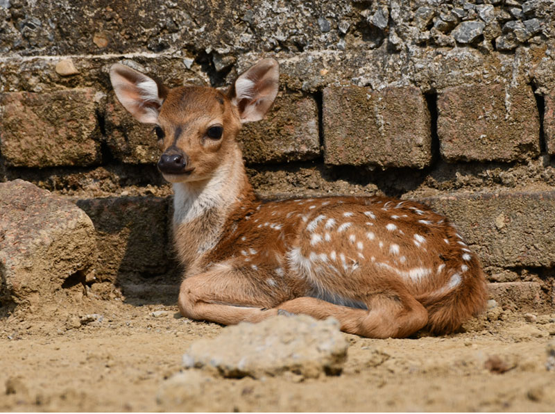 <small>Deer</small>