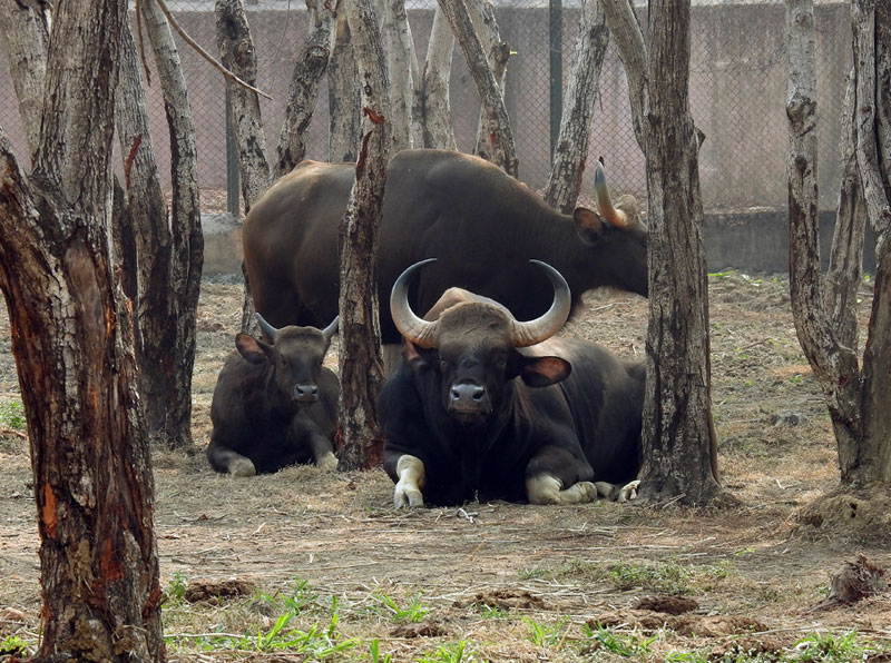 <small>Indian Bison</small>